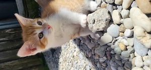 Kleine Kater suchen liebevolles Zuhause 