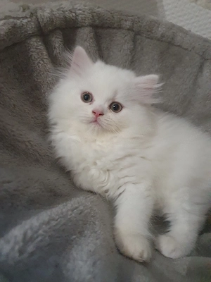 weiße Fellkatze Bild 4