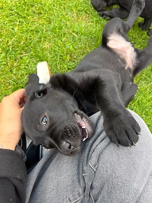  Labrador-Welpe, schwarze Hündin, geb 07.04.   sucht liebevolles Zuhause 