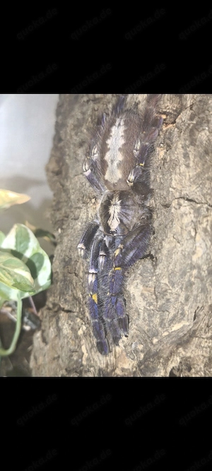 Poceteria metallica 1.1 Adult 