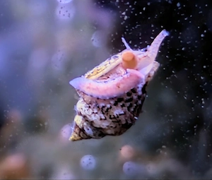 Täubchenschnecken (Nachzuchten) für Meerwasseraquarien