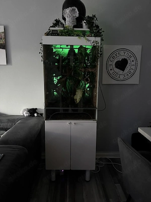 Kronengeckos mit komplettem Terrarium