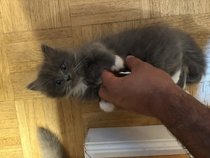 Ragdoll mix norwegische waldkatze 