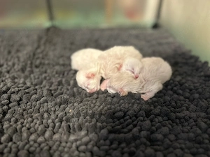 BKh Kittens
