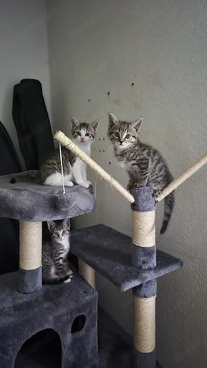 2 süße Kitten suchen ein liebes Zuhause