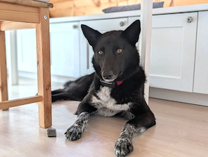 ganz liebe, sportliche Michelle aus dem Tierschutz bei München! 