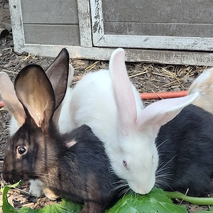 Traumhafte deutsche Riesen Babys Jungtiere suchen Zuhause-geimpft kastriert Bild 7