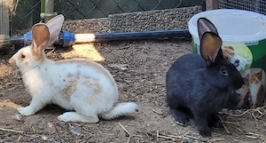 Traumhafte deutsche Riesen Babys Jungtiere suchen Zuhause-geimpft kastriert Bild 2