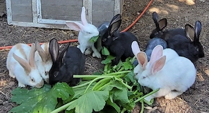 Traumhafte deutsche Riesen Babys Jungtiere suchen Zuhause-geimpft kastriert Bild 3