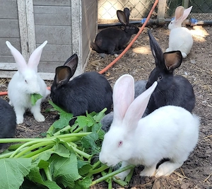 Traumhafte deutsche Riesen Babys Jungtiere suchen Zuhause-geimpft kastriert Bild 5