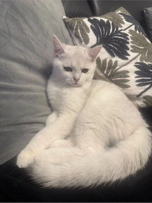 BKH kitten kater katze 5 monate alt