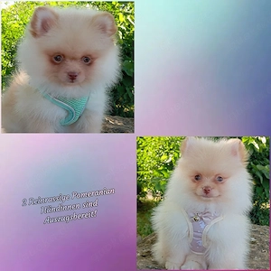 2 Wunderschöne Reinrassige Pomeranian Welpen sind Auszugsbereit!