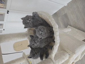 Bkh Blh Kitten suchen liebevolles Zuhause 