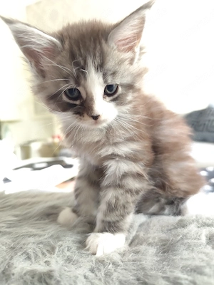Maine Conn Kitten 
