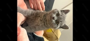 BKH reinrassige Kitten