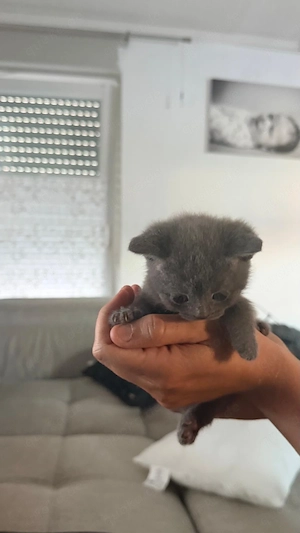 Britisch Kurzhaar Kitten