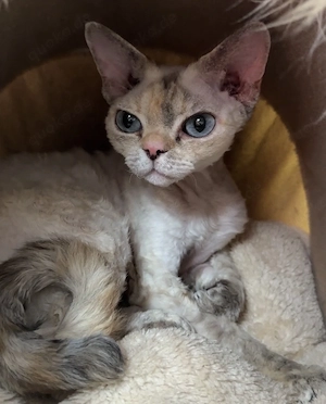 Devon Rex Katze