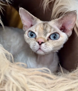 Devon Rex Katze