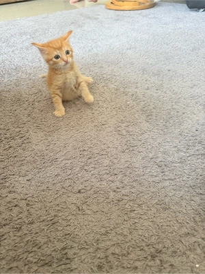 Katzenbaby 