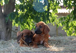 Rhodesian ridgeback