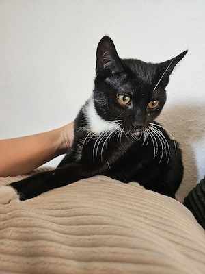 Süße Katzenbabys suchen ein Zuhause