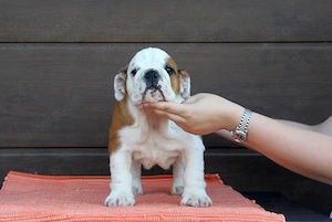 english bulldog 