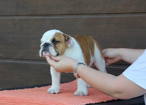 english bulldog 