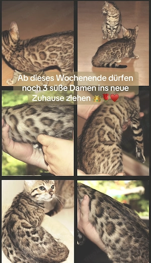 Wunderschöne reinrassige Bengalkitten suchen ein liebevolles Zuhause