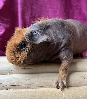 Skinny Pig Kastrat sucht neues Zuhause 