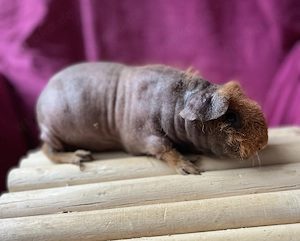 Skinny Pig Kastrat sucht neues Zuhause 