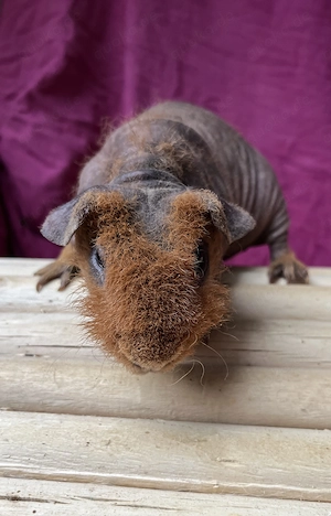 Hübscher Skinny Pig Kastrat & Mädchen 