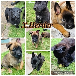 x herder welpen