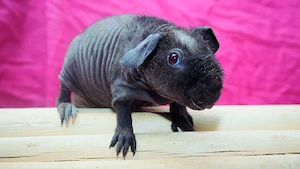 Kleiner Skinny Pig Frühkastrat 