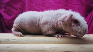 Süße Skinny Pig Werwolf Frühkastrate