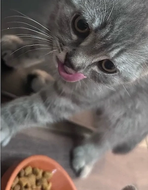 Liebevolle Katze sucht ein neues Zuhause