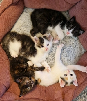 Süße Katzenbabys suchen ein liebevolles Zuhause!