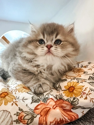 Nur noch 1 zauberhafte Britisch Langhaar BLH Kitten zum reservieren! Katzenbabys   Babykatzen