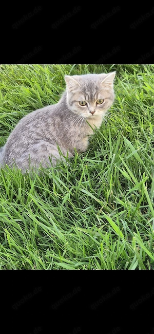 Wunderschöne reinrassige Britisch Kurzhaar Kitten suchen ein liebevolles Zuhause