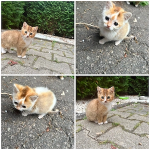 BKH Hauskatzen Mix
