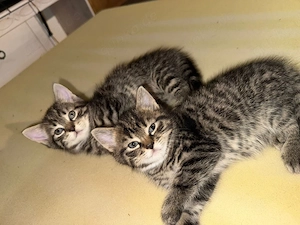 Liebevolles Katzenmama mit ihren Kitten sucht ein neues Zuhause