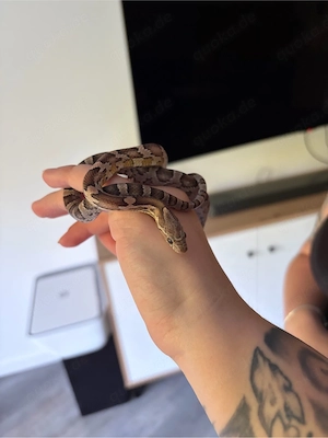 Weibliche Kornnatter inkl. komplett eingerichtetem Terrarium