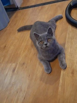 bkh kater abzugeben 