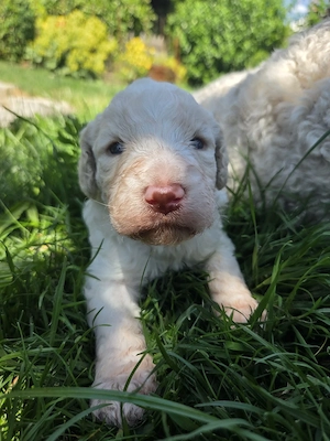 *Rarität* Waterdoodle Welpen span. Wasserhund x Königspudel Allergikerhund
