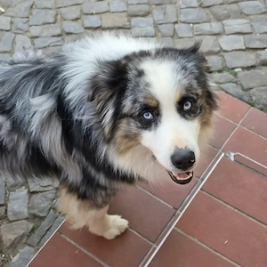 Australian Shepherd Rüde abzugeben 