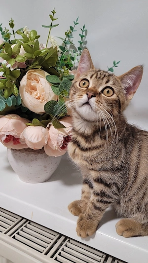 Bengal-Kater 