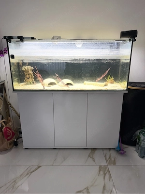Aquarium mit Axolotl und Zubeör zu verschenken