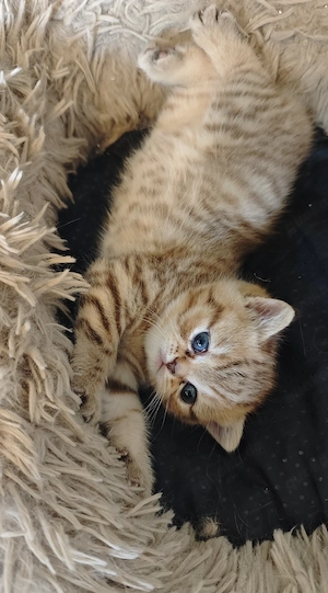 BKH Kitten zum verkaufen 