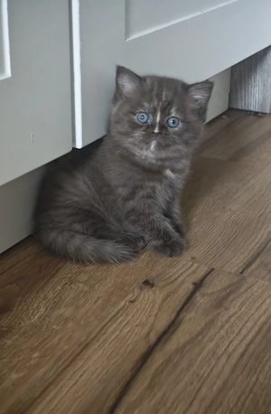 BKH Kitten zum verkaufen 