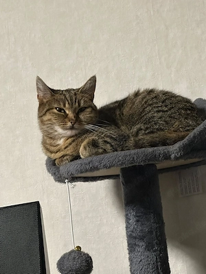 Katzen zu verkaufen 