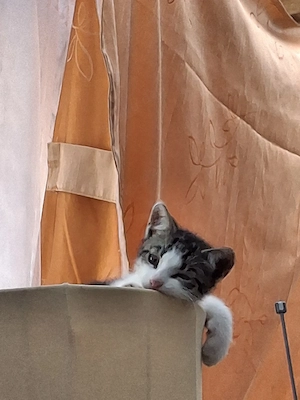 Britis.kurzhaar Hauskatze Mix